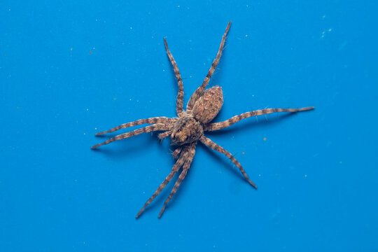 Pardosa sp. wolf spider posed on a blue wall on a sunny day