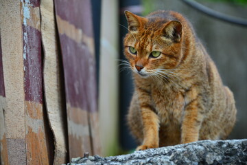 A tabby cat sits on a concrete wall. Houtong Cat Village.  Recommended by CNN as one of the top six cat-watching spots in the world. New Taipei, Taiwan