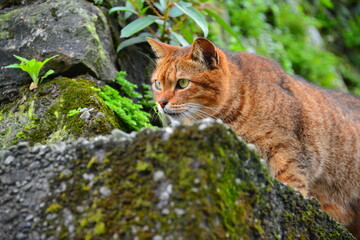 A tabby cat standing on the wall stared intently ahead. Houtong Cat Village.  Recommended by CNN as one of the top six cat-watching spots in the world. New Taipei, Taiwan