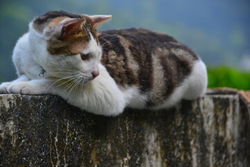 There is a tabby cat on the wall, looking to the right. Houtong Cat Village.  Recommended by CNN as...