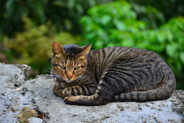 Naklejka na ściany i meble A tabby cat stared straight ahead. Houtong Cat Village. Recommended by CNN as one of the top six cat-watching spots in the world. New Taipei, Taiwan
