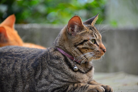 A gray tabby cat with a bell is looking to the right of the photo. Cat Village.  Recommended by CNN as one of the top six cat-watching spots in the world. New Taipei, Taiwan
