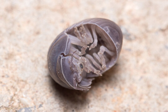 Roly Poly Bug, Armadillidium Vulgare, Trying To Get On His Feet Again