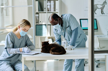 Vet workers in masks and uniform examining domestic cat on table in team at vet clinic
