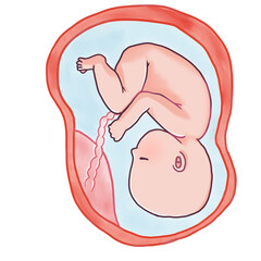 妊娠後期の胎児のイラスト - obrazy, fototapety, plakaty