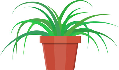Grass plant in flower pot