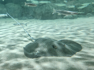 reticulate whipray or honeycomb stingray in under water.Selective focus.