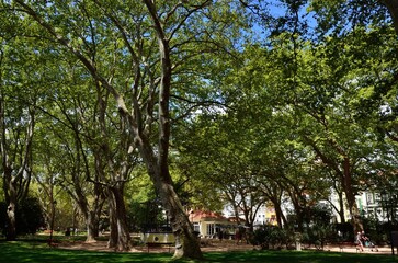 Fototapeta premium Parque Dom Carlos I, Caldas da Rainha, Estremadura, Portugal