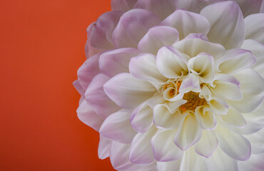 Beautiful dahlia flower on a colored background.