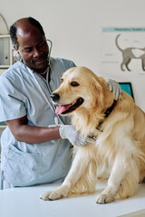 African vet in uniform examining retriever with stethoscope on table at clinic