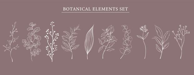 Botanical elements set . Hand drawn botanical contour vector illustration of white line. Set of branches, leaves, twigs, garden grasses in line style for floral patterns, bouquets and compositions.