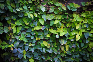 Texture of green creeping leaves. Natural background. green wall