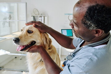 African vet doctor examining purebred retriever during medical exam at his office