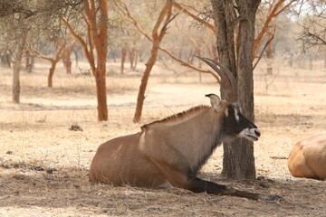 Roan antelope (Hippotragus equinus) in Bandia reserve, Senegal, Africa. African animal. Group of...