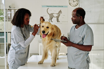 African nurse examining ears of dog while doctor making notes in medical card during their teamwork at vet clinic - obrazy, fototapety, plakaty