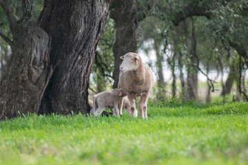 Obraz premium Mother sheep with her twin lambs in the green pasture.