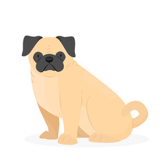 Sitting pug dog. Cute animal dog breed pug. Vector illustration isolated on white background.