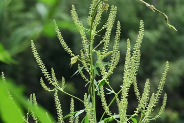 Ragweed ( Ambrosia artemisiifolia ).
Asteraceae monoecious wind-pollinated flowers. It blooms from July to October, which causes hay fever.