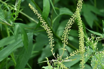 Ragweed ( Ambrosia artemisiifolia ).
Asteraceae monoecious wind-pollinated flowers. It blooms from July to October, which causes hay fever.