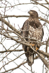 Juvenile Eagle