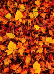 outono, folhas , castanho, folhagens, árvore