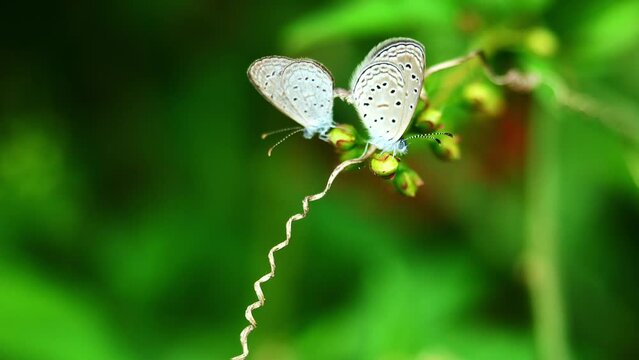 Two Tiny Grass Blue Butterfly mating on tree plant with natural green leaf in background , Thailand