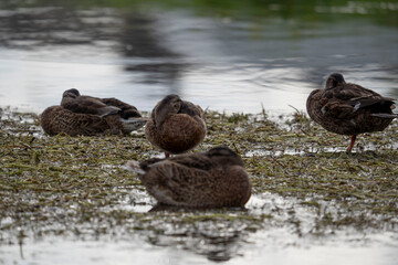 Groupe de canard qui dort sur un nid au milieu de l'eau