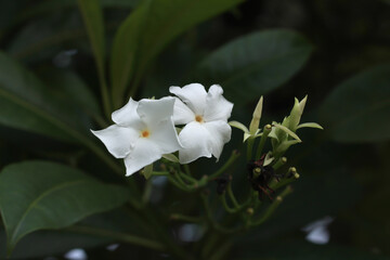 beautifull white bintaro flower