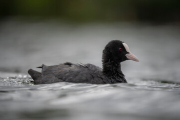 Oiseau foulque sur l'eau de profil © alexsem