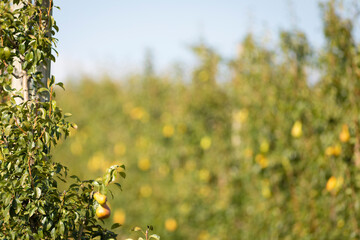 Pera en un peral (Pyrus) árbol frutal al amanecer en un campo del Mediterráneo