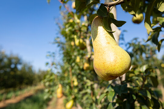 Pera en un peral (Pyrus) &aacute;rbol frutal al amanecer en un campo del Mediterr&aacute;neo