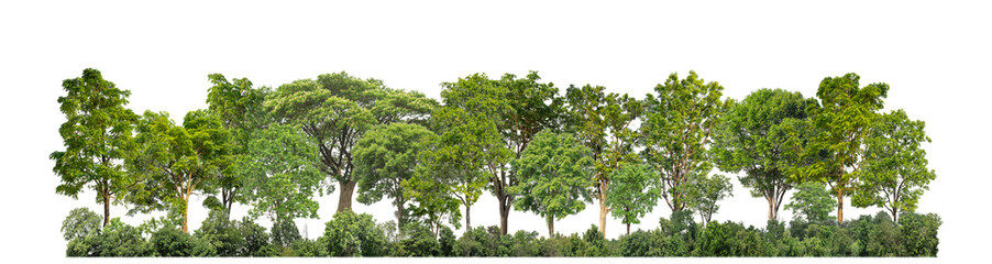 Fototapeta premium Green trees isolated on transparent background forest and summer foliage for both print and web with cut path and alpha channel