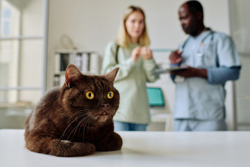 Close-up of domestic cat lying on table with vet and owner talking to each other in background