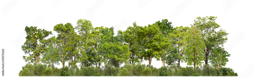 Poster green trees isolated on transparent background forest and summer foliage for both print and web with