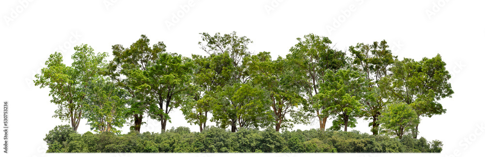 Fototapete Green trees isolated on transparent background forest and summer foliage for both print and web with cut path and alpha channel
