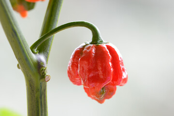 Carolina Reaper hot pepper, cultivar of the Capsicum chinense plant, hottest chili pepper in the world.