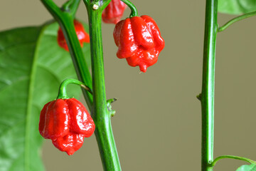 Carolina Reaper hot pepper, cultivar of the Capsicum chinense plant, hottest chili pepper in the...