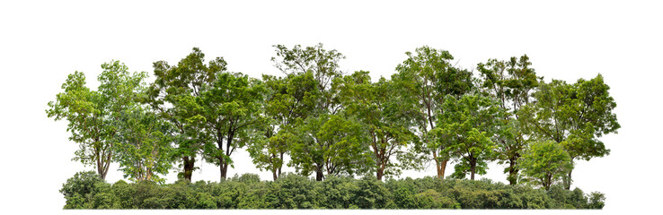 Green trees isolated on transparent background forest and summer foliage for both print and web with cut path and alpha channel