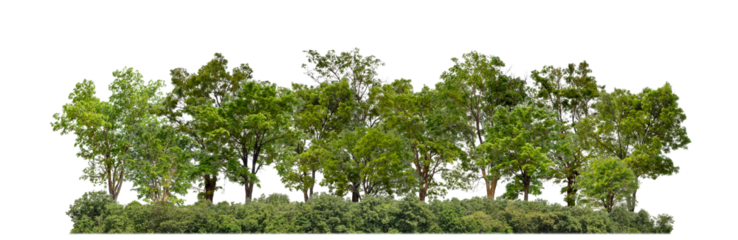 Green trees isolated on transparent background forest and summer foliage for both print and web with cut path and alpha channel