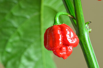 Carolina Reaper hot pepper, cultivar of the Capsicum chinense plant, hottest chili pepper in the...