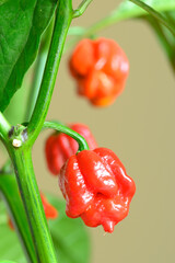 Carolina Reaper hot pepper, cultivar of the Capsicum chinense plant, hottest chili pepper in the...