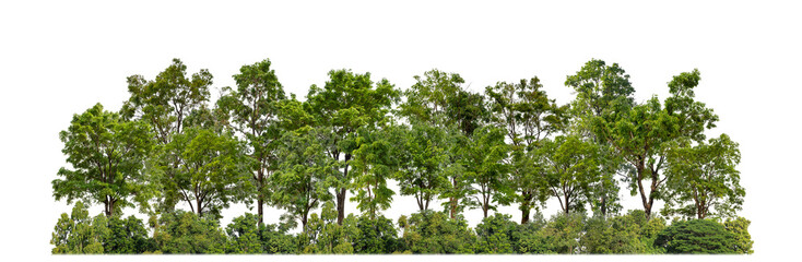 Green trees isolated on transparent background forest and summer foliage for both print and web with cut path and alpha channel