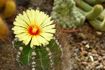 Flower of Astrophytum capricorne, goat's horn cactus, Cactaceae succulent plant