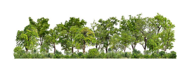 Green trees isolated on transparent background forest and summer foliage for both print and web with cut path and alpha channel