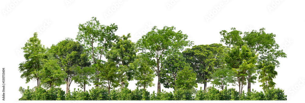 Poster Green trees isolated on transparent background forest and summer foliage for both print and web with cut path and alpha channel