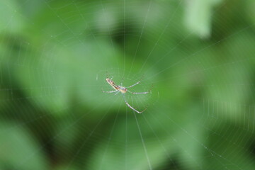 Decorative Silver Orb Weaver Spider