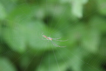 Decorative Silver Orb Weaver Spider