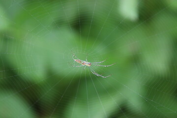 Decorative Silver Orb Weaver Spider