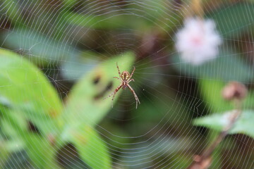 Multi-coloured Saint Andrew Cross Spider