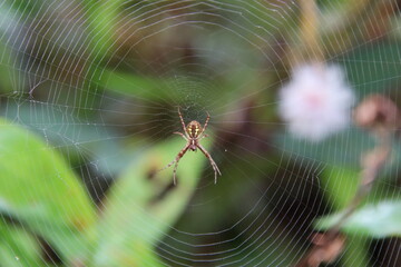 Multi-coloured Saint Andrew Cross Spider